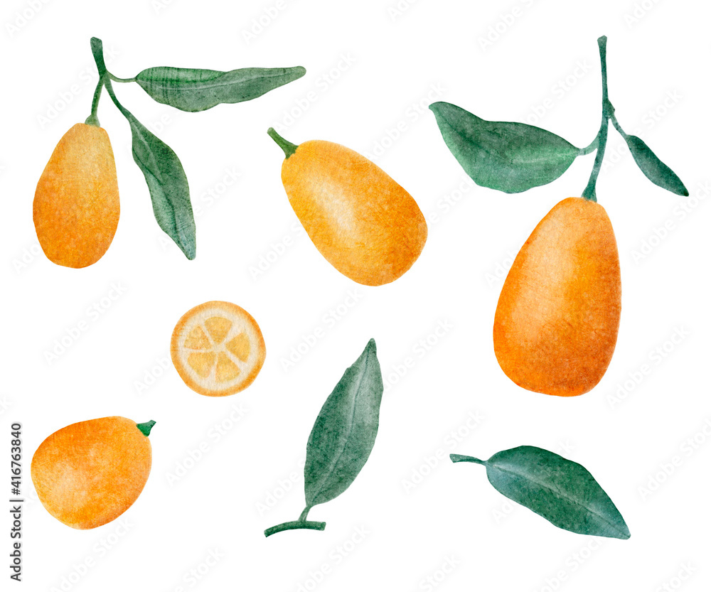 Set of kumquat fruits on a white background. Watercolor illustration of ripe, bright, orange fruits and kumquat leaves for your design. Hand drawn citrus illustration. Set of kumquat fruits on a white background. Watercolor illustration of ripe, bright, orange fruits and kumquat leaves for your design. Hand drawn citrus illustration.