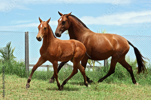 horses in freedom