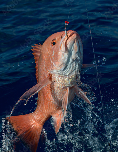 Fishing, red grouper on the hook