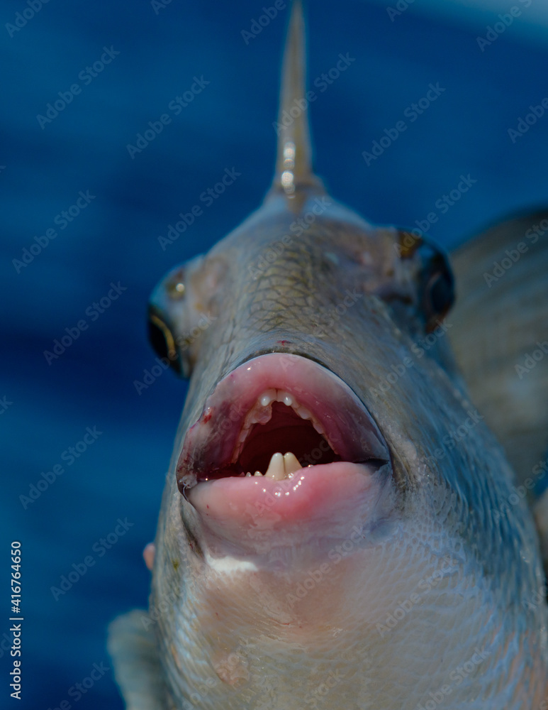 Naklejka premium Closeup of a trigger fish