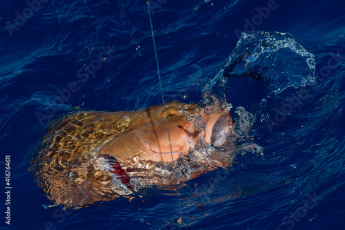 Fish on a hook, red grouper