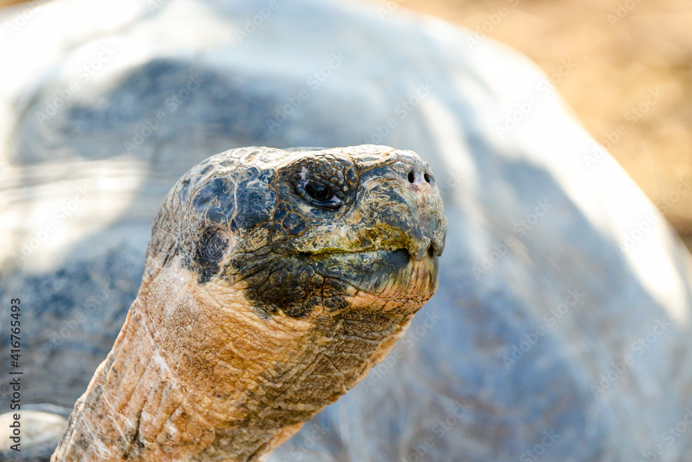 Giant tortoises in the Galapagos Giant tortoises in the Galapagos