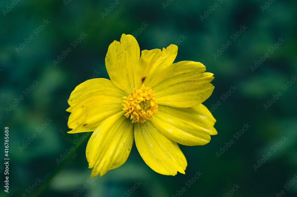 yellow flower in the garden yellow flower in the garden