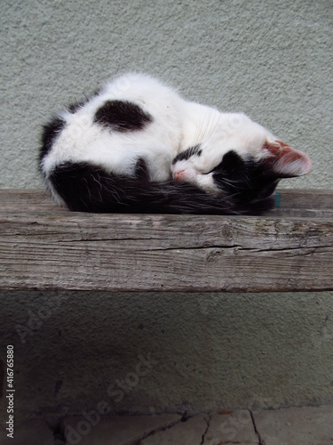 Śpiący kotek położył się w kłębek. Ma na sobie białe i czarne plamki