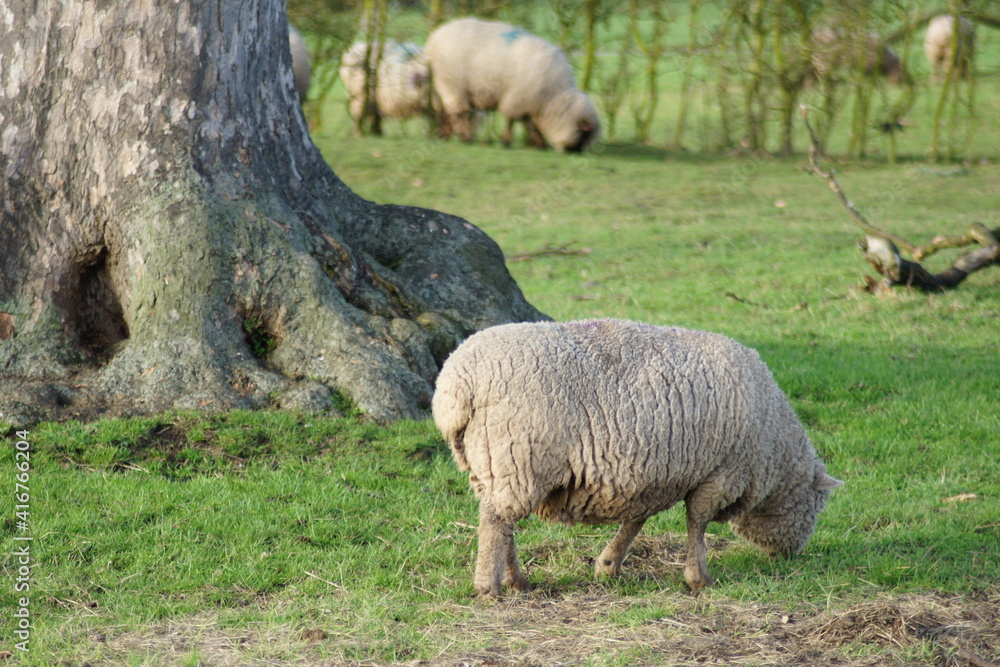 Obraz premium SONY DSC