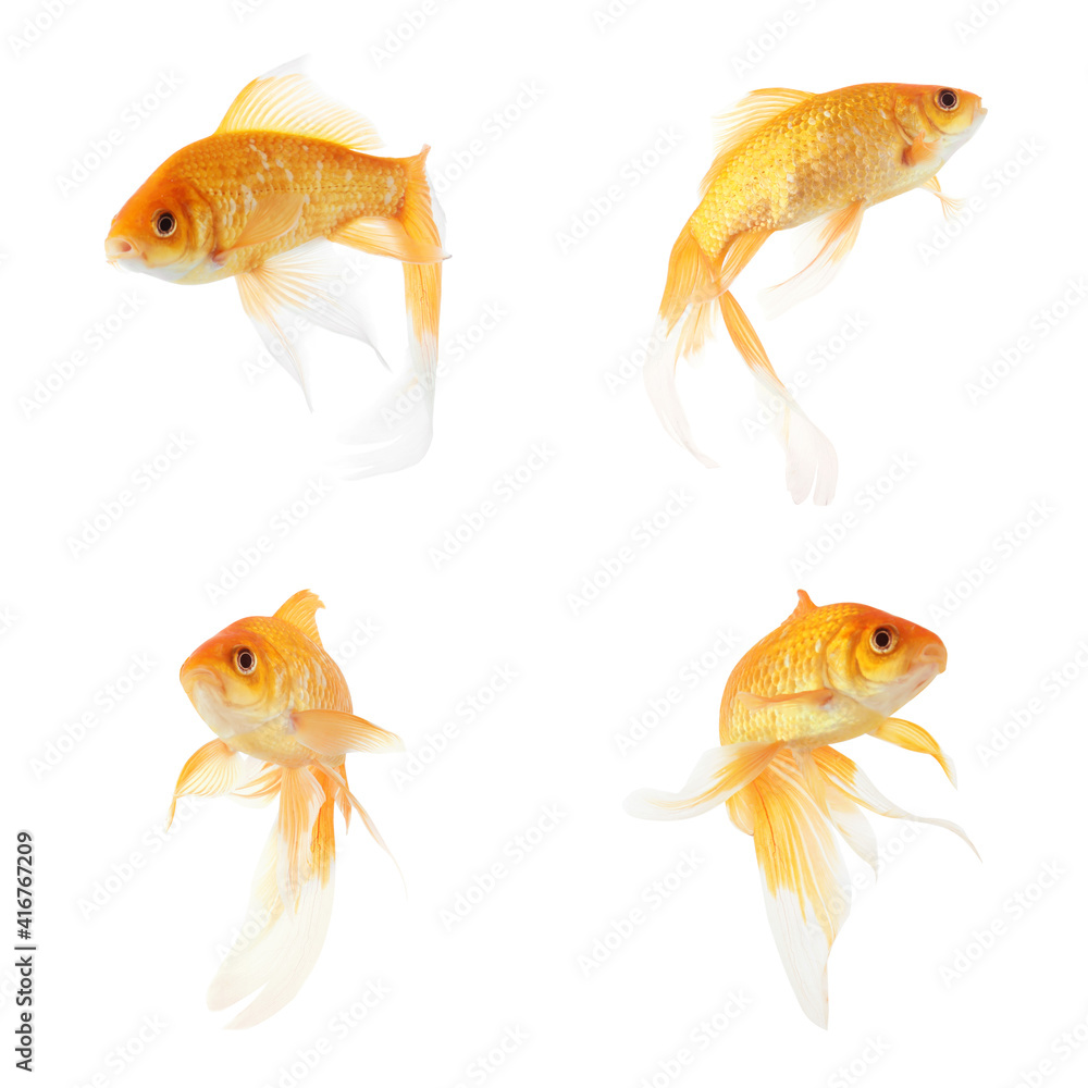 Beautiful bright small goldfish on white background, collage Beautiful bright small goldfish on white background, collage