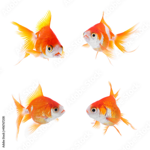 Beautiful bright small goldfish on white background, collage