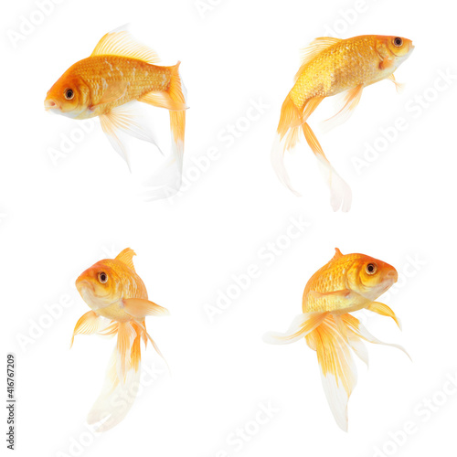 Beautiful bright small goldfish on white background  collage