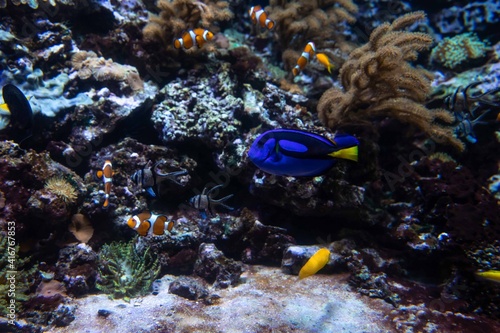 Fish swim in the aquarium.