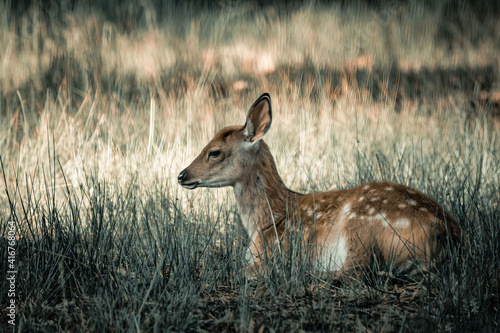 fawn in a wood