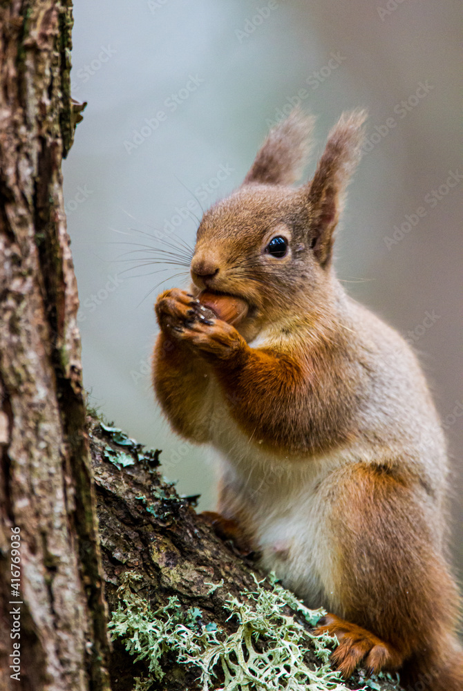 Red Squirrels eating in the Scottish pines of the Cairngorms Red Squirrels eating in the Scottish pines of the Cairngorms