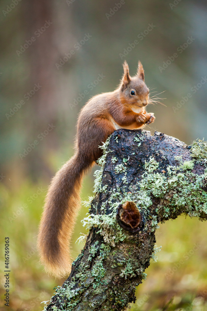 Red Squirrels eating in the Scottish pines of the Cairngorms Red Squirrels eating in the Scottish pines of the Cairngorms