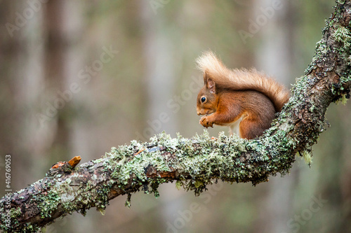 Red Squirrels eating in the Scottish pines of the Cairngorms
