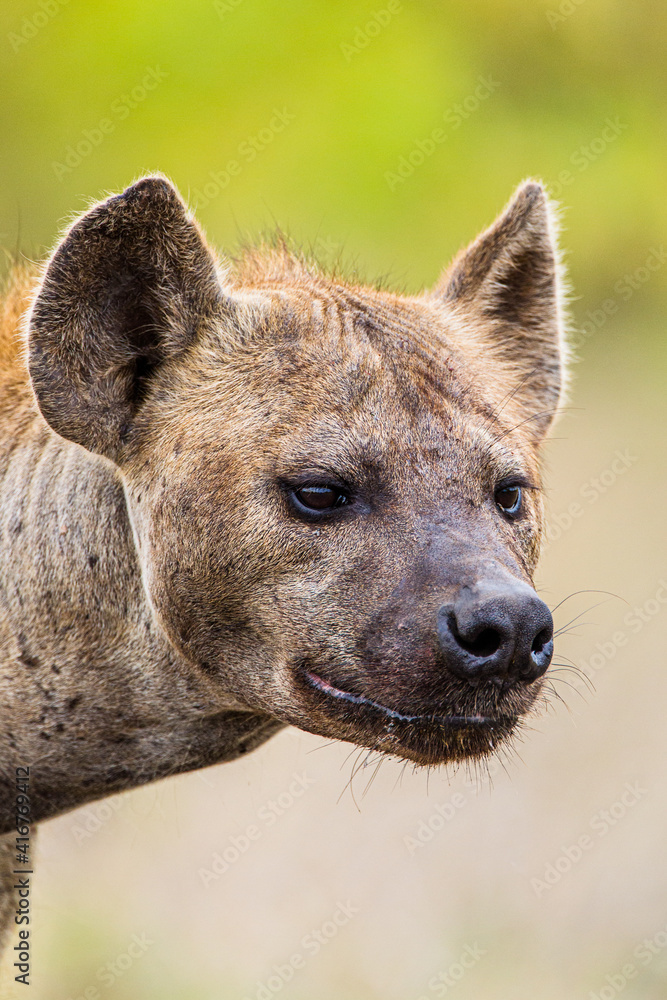 Hyena female emerges from her den then goes out to hunt Hyena female emerges from her den then goes out to hunt