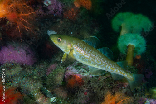 Greenland Cod underwater in the St. Lawrence River in Canada