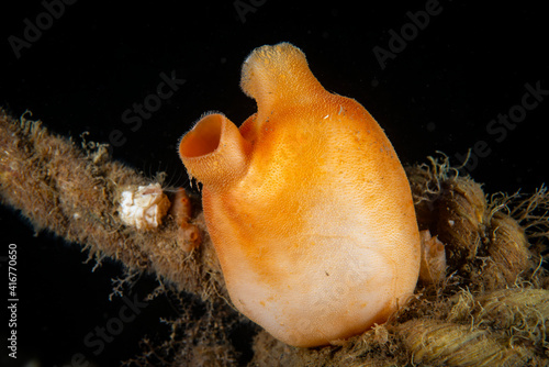Sea peach underwater in the St. Lawrence Estuary