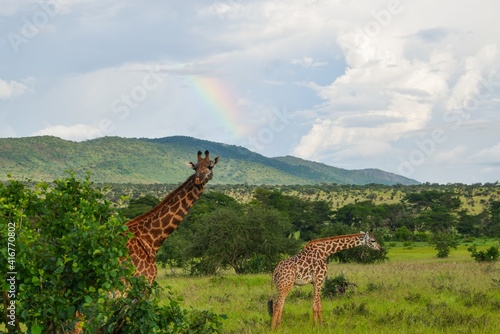 A pair of Masai Giraffes - Giraffa camelopardalis tippelskirchii agaist a rainbow at Tsavo National Park  Kenya