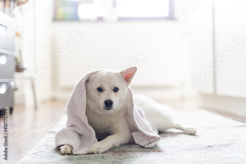 Hund mit Handtuch auf dem Kopf nach dem Duschen photo