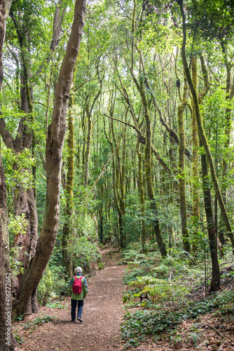 Paisaje con senderista en el bosque de El Cedro en la Gomera, Canarias