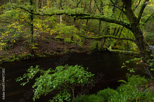 Trees on the bank of the River Teign at Fingle Bridge on dartmoor national park in early autumn