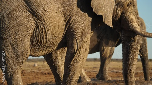 closeup of African elephant bathing in muddy waterhole