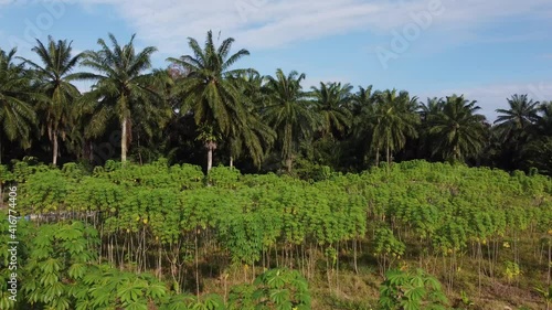 Wallpaper Mural Sliding move over potato farm at Malaysia. Background is oil palm tree Torontodigital.ca