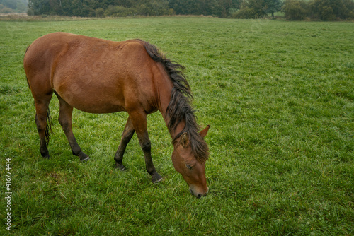 Young horse foal grazing grass. Pasture grassland in Beskid Niski area in Poland, Europe. © Fotema