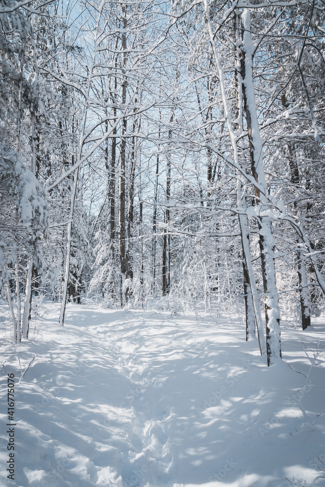 beautiful snowy winter landscape forest
