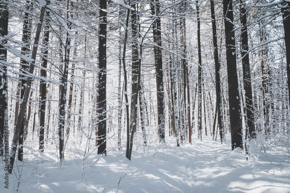 beautiful snowy winter landscape forest
