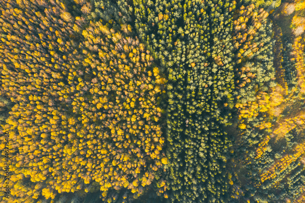 Aerial top view of yellow and orange autumn trees in forest in rural Belarus. Aerial top view of yellow and orange autumn trees in forest in rural Belarus.