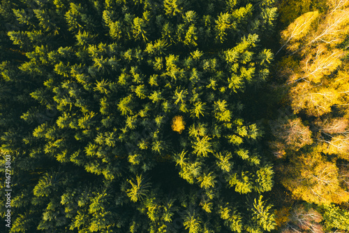Colourful autumn colours in forest from above, captured with a drone.