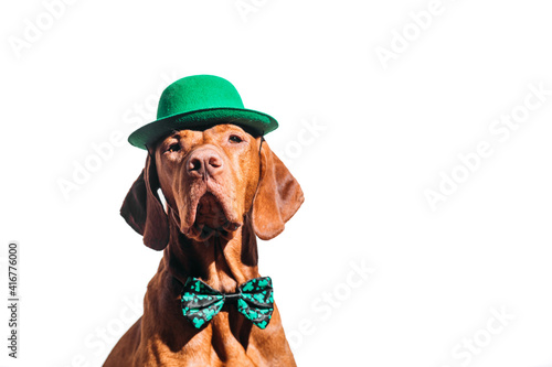 Beautiful red-haired hungarian vizsla dog celebrating st patrick's day on a white background 