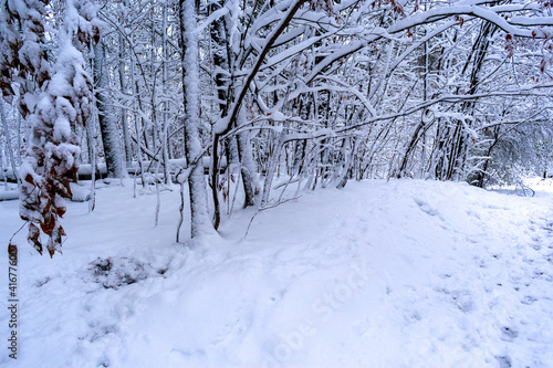 Winter background, snowy forest landscape with copy space  © MCRMfotos