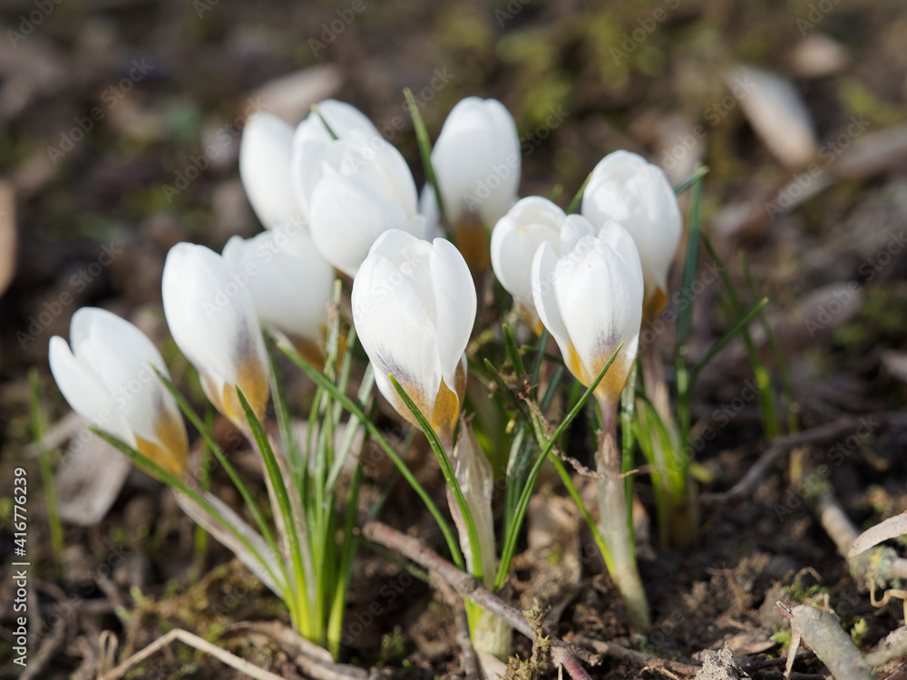 Touffe de crocus blanc de printemps ou Crocus vernus albiflorus à inflorescence blanche et feuillage linéaire