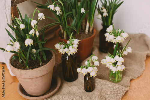 Spring plants in clay pots and flowers in glass bottles on rustic wood with textile. Hello spring