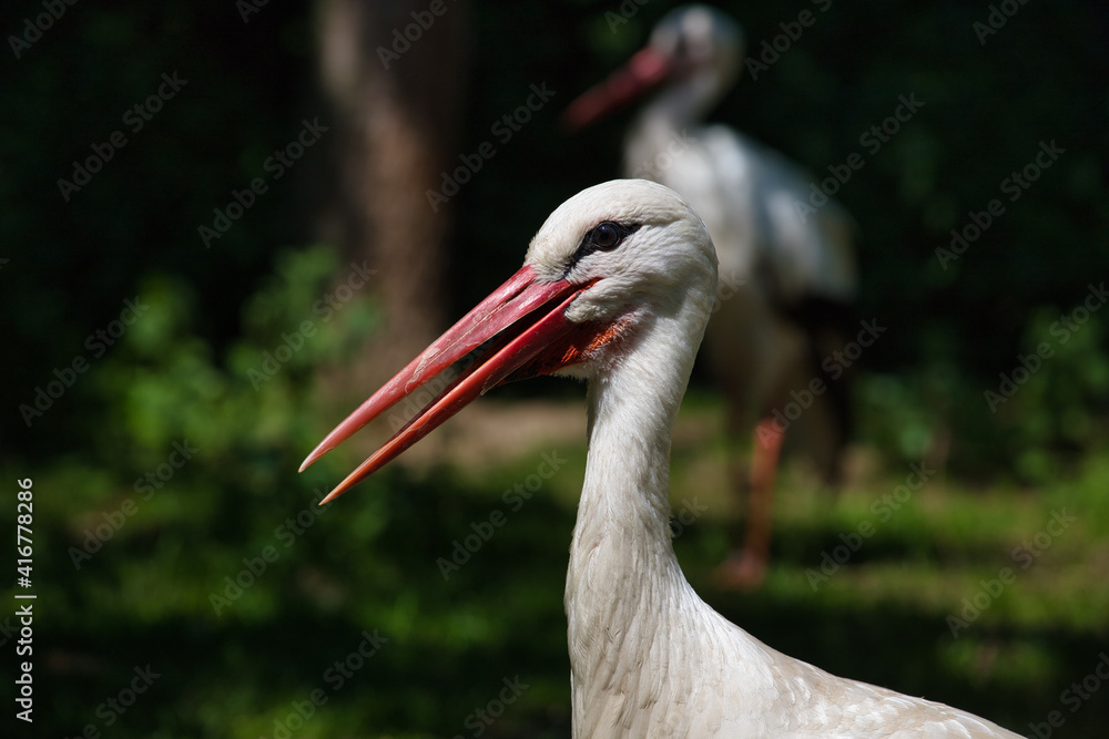 Portrait of white stork is a large wading bird in the stork family Ciconiidae Portrait of white stork is a large wading bird in the stork family Ciconiidae