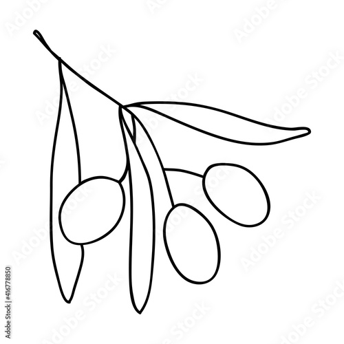 Olive branch isolated icon. Olive branch with fruits. Italy country symbol. Vector illustration. Doodle style outline.