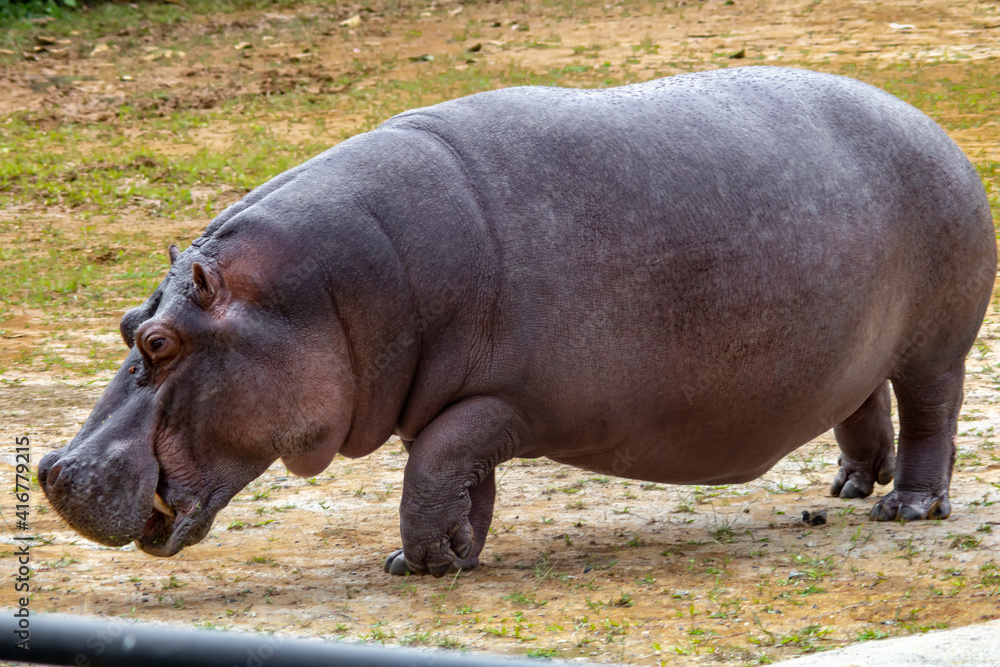 hippopotamus in the zoo