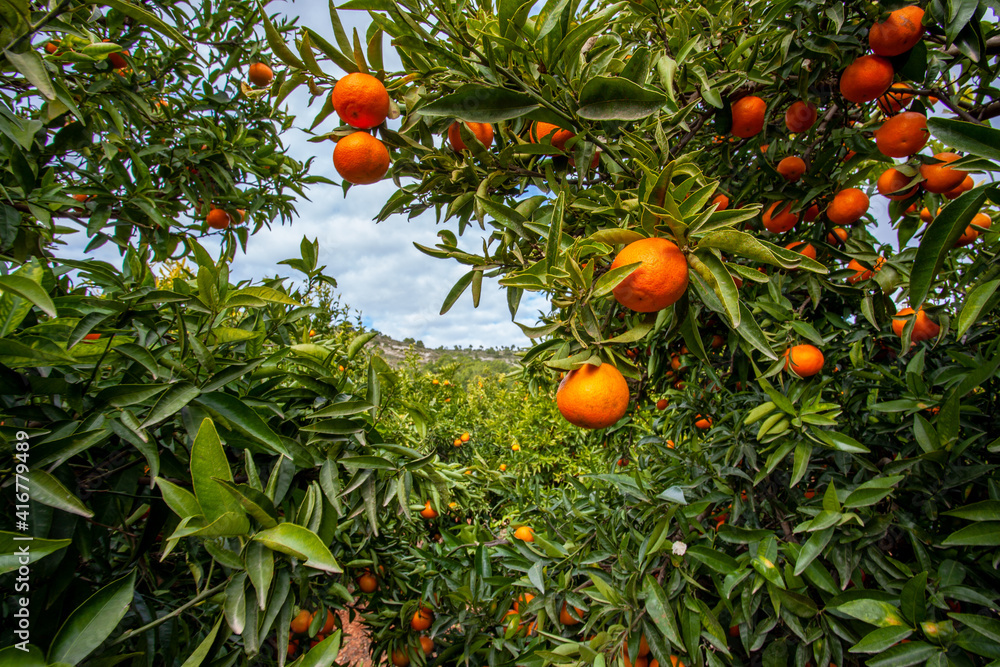 Andalusia mandarin plantation fruit orchards in southern spain