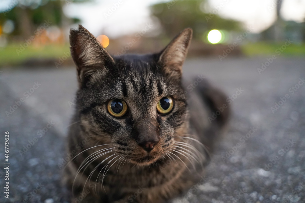 瞳孔が開くイメージ 座りこむキジ猫 瞳孔が開くイメージ 座りこむキジ猫