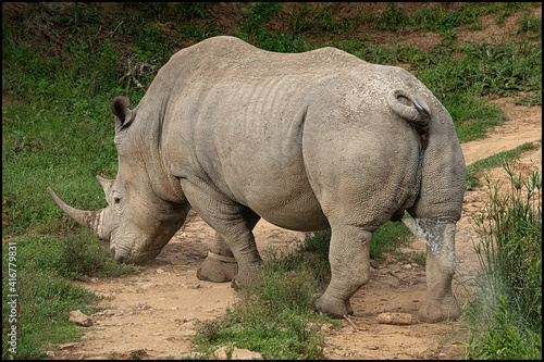 white rhino in the wild marking territory