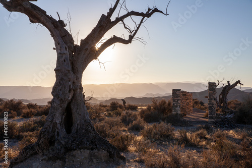 Dead old Olvien tree in the film set of the Tabernas Desert Landscape Spain