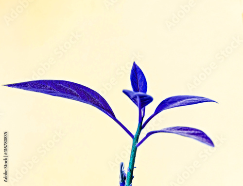 plant with leaves toned in blue violet color on light yellow background, abstract background with copy space, twig with leaves in ultramarine color