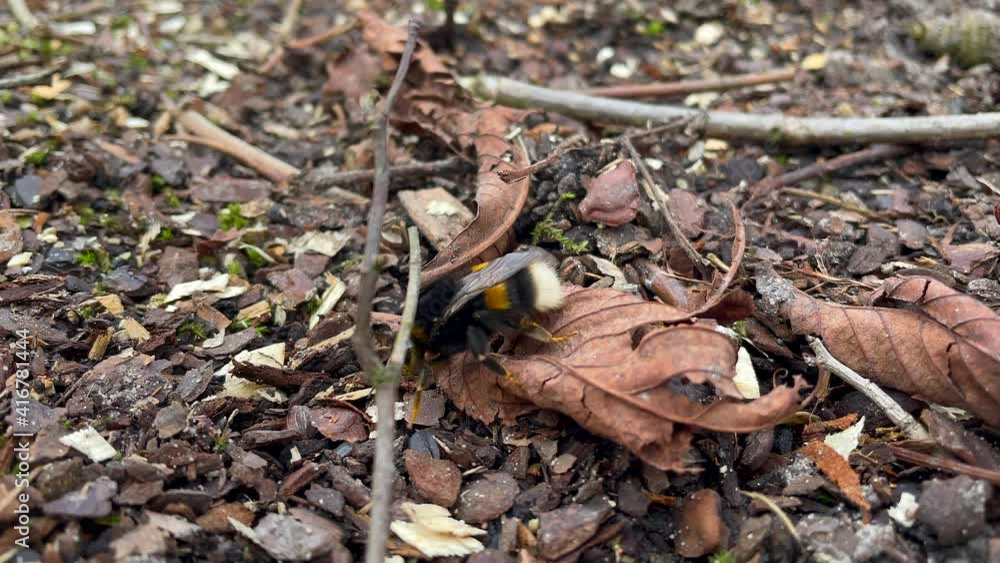 Macro Shot Of A Bumblebee Crawling On The Ground - slow motion, high angle shot Macro Shot Of A Bumblebee Crawling On The Ground - slow motion, high angle shot