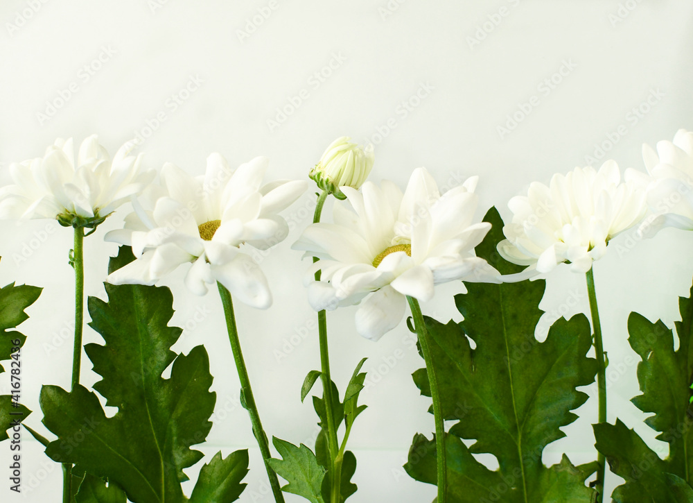 Fototapeta premium White chrysanthemums lie on a white background. Levitation concept. Cut flowers. Vintage style. Free up copy space