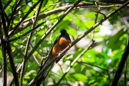 bird on a branch