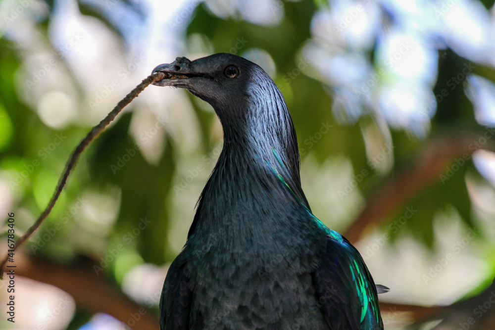 Fototapeta premium Portrait of an exotic Nicobar Pigeon 