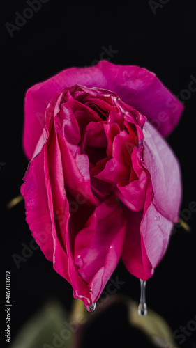 A rosebud mimicking a female vulva. Flower vagina with lubrication on a black background. Close-up. Women's sexuality, lifestyle.