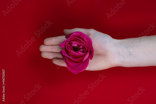 Woman hands holding pink rose on red background. Selective focus.