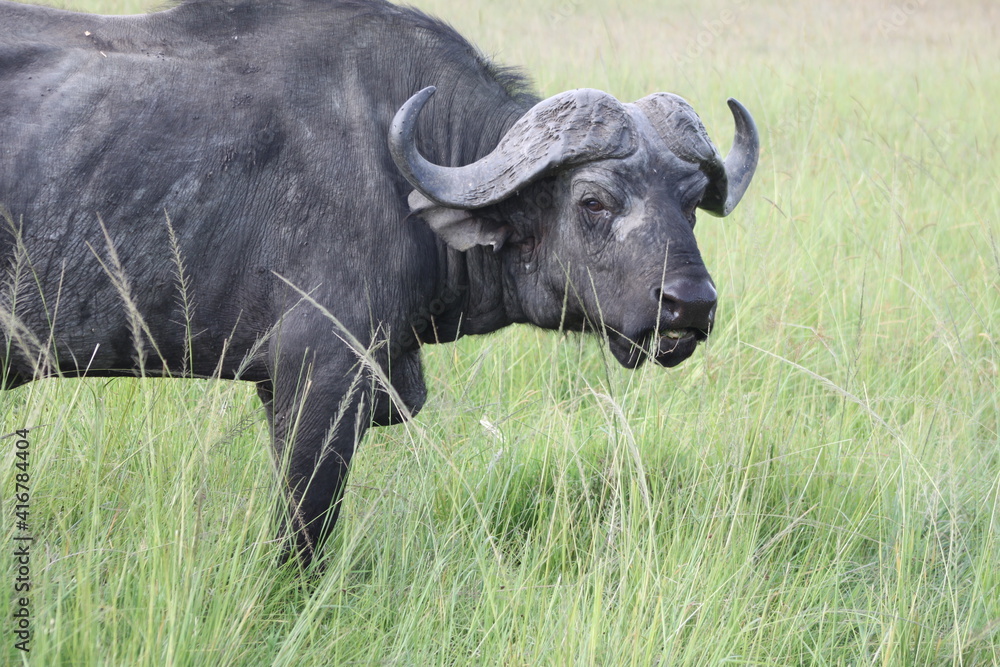 Gnu Gnu